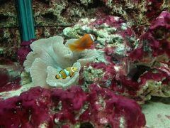 -北戴河圣蓝海洋公园