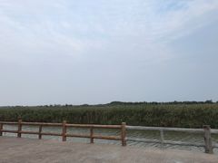 景点-泗洪洪泽湖湿地景区