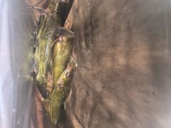 -古城苗家土菜馆(河景餐厅店)