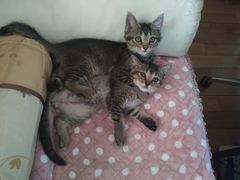 -纳吉亚猫专科动物诊疗中心(蒋宅口分院)