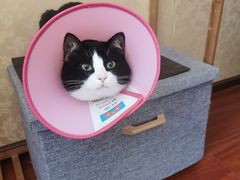 -伟伟宠物医院·瑞派猫友好医院·猫科(光谷店)