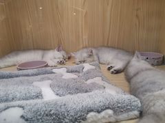 -屋虎猫馆(宝安大仟里店)
