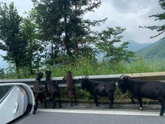 -紫鹊界梯田景区