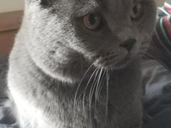 -瑞派长江宠物医院·猫科·外科·24小时夜护(谊城公寓分院)
