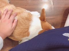 -柯斗斗主题餐厅·狗咖·围炉煮茶·茶饮(国瑞升平里店)