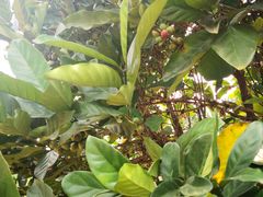 -侯臣咖啡文化村