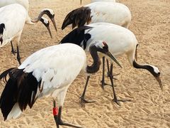 -盐城丹顶鹤湿地生态旅游区