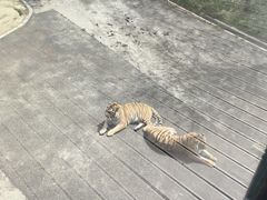 -大连森林动物园