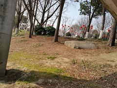 -贡湖湾湿地公园