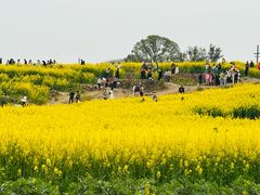 -三圣花乡旅游区