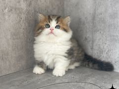 -小猫来了·猫舍(红山六九七九店)