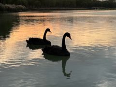 -北京麋鹿生态实验中心
