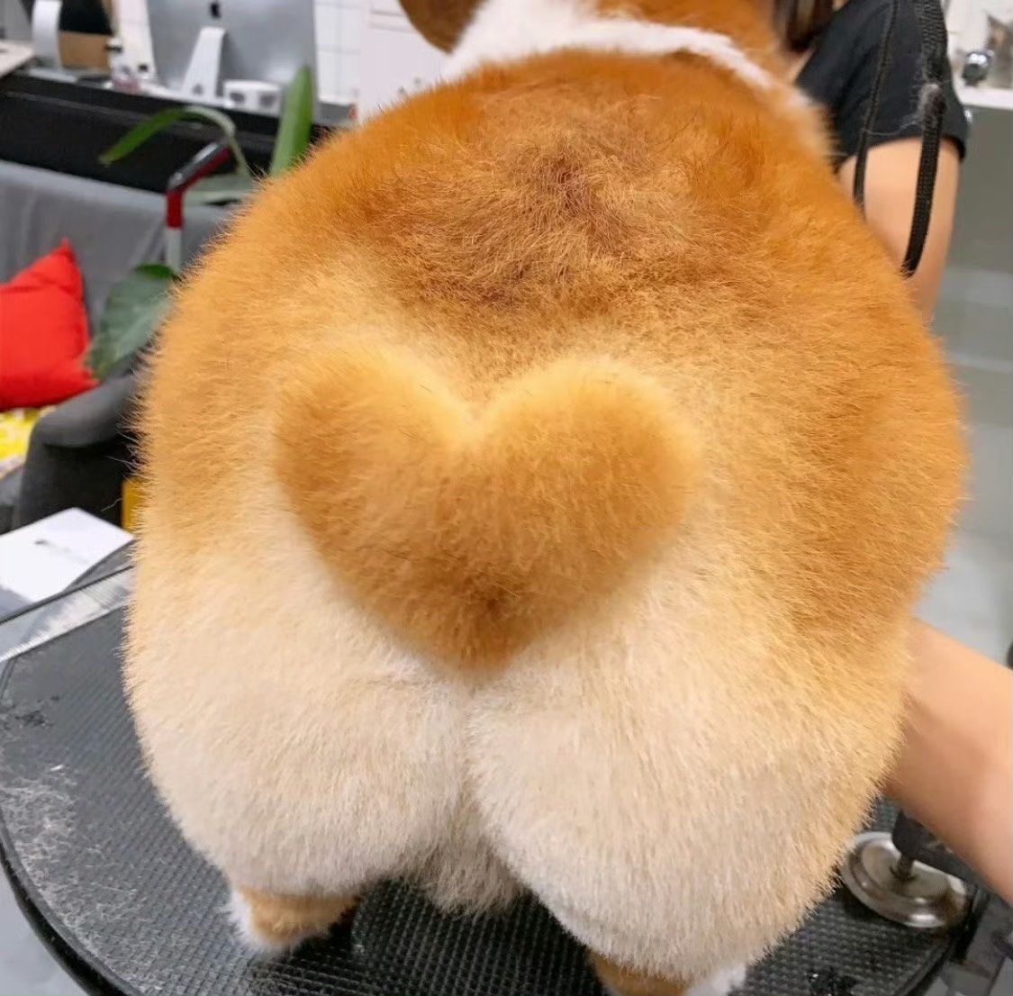 柯基宝贝的桃心屁屁,好像烤面包