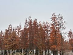 -白鹭湾湿地公园