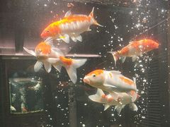 -浩运·海鲜青岛菜·海胆水饺(石老人店)
