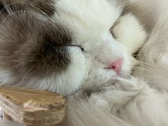 -平行世界·猫咖(首经贸店)