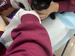 -瑞派福兴宠物医院犬猫全科·骨科·中西医结合(河东店)