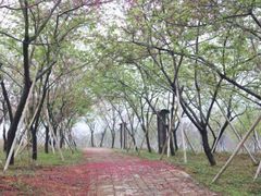 -天适樱花悠乐园