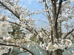 -良渚古城遗址公园