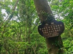 -普陀山风景区-佛顶山