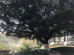 -百林公园-两江幸福广场