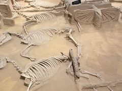 -洛阳周王城天子驾六博物馆