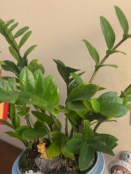 -菩羽·专业美胸·连锁养护中心