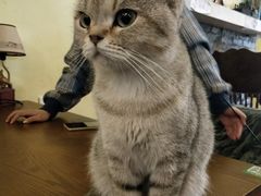 -猫色咖啡·猫咖