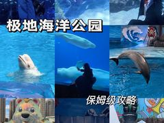 -海合安成都极地海洋公园