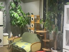 -东方名猫馆·英短金渐层布偶猫舍(环线广场1号楼店)