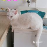 👩我家主子🐱🐱的日常👍👍