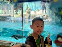 -帝企鹅自助餐厅•儿童岛•真企鹅(长隆企鹅酒店)