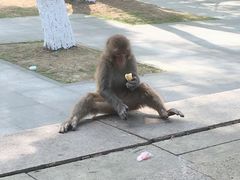 -黔灵山公园