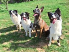 -趣玩宠物乐园寄养训犬训狗游泳池