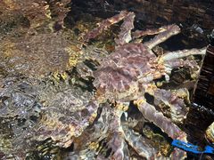 -海鲜e族(马王堆店)