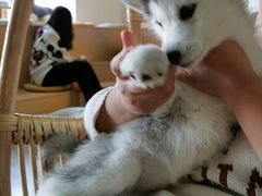 -Husky Go! 哈士奇体验馆·宠物咖啡厅狗咖