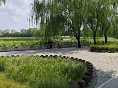 -莲花池公园