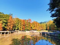 -深圳仙湖植物园