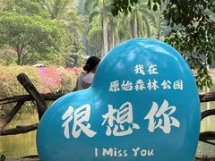 -西双版纳原始森林公园
