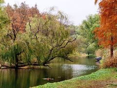 -上海共青森林公园