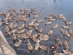 -野鸭湖国家湿地公园