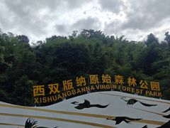 -西双版纳原始森林公园