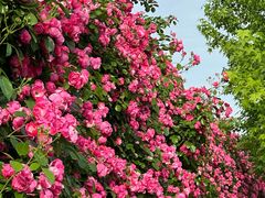 -广富林郊野公园