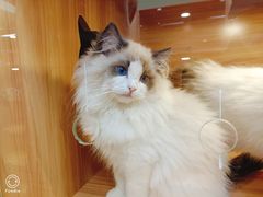 -猫十亿·布偶金渐层·曼基康矮脚猫舍(青年路店)