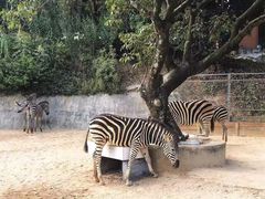 -泉州海丝野生动物世界