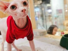 -藏猫猫咖啡主题馆(中央大道店)