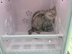 -爱洗澡的猫(天河路店)