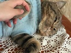 -猫色咖啡·猫咖