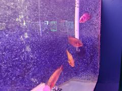 -苏州海洋馆