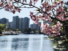 -新江湾城公园